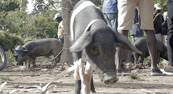 The Creole Pig: Haiti's Great Loss